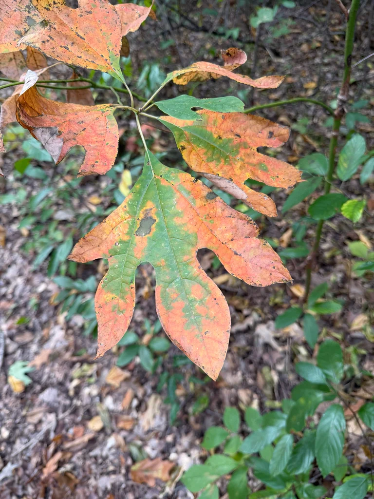 Sassafras Albidum