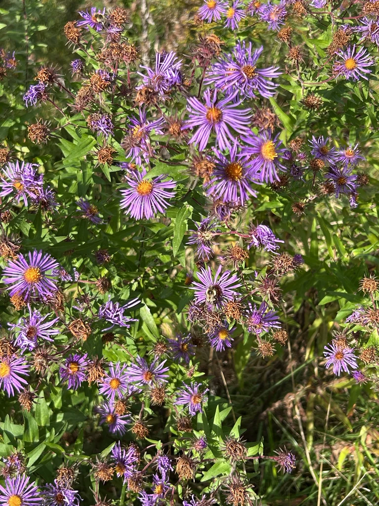 Aster Novae-Angliae