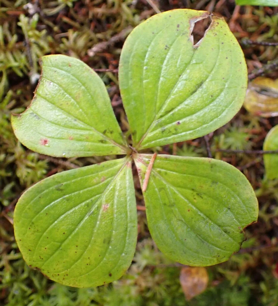 Cornus Canadensis