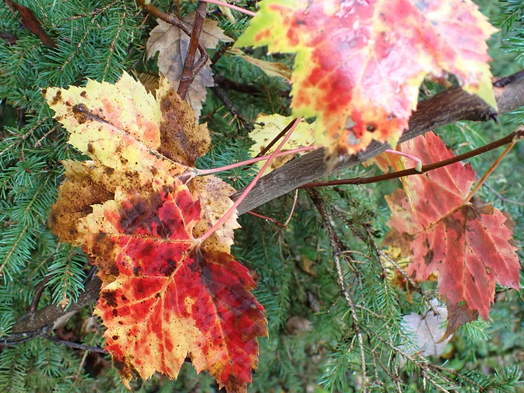 Acer Rubrum