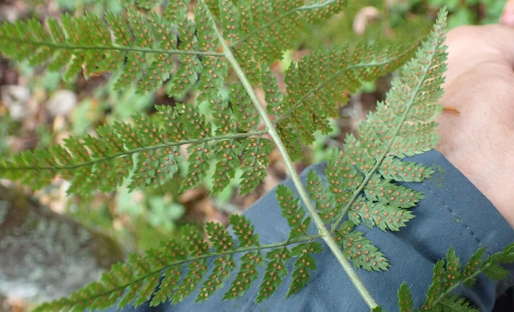 Dryopteris Intermedia