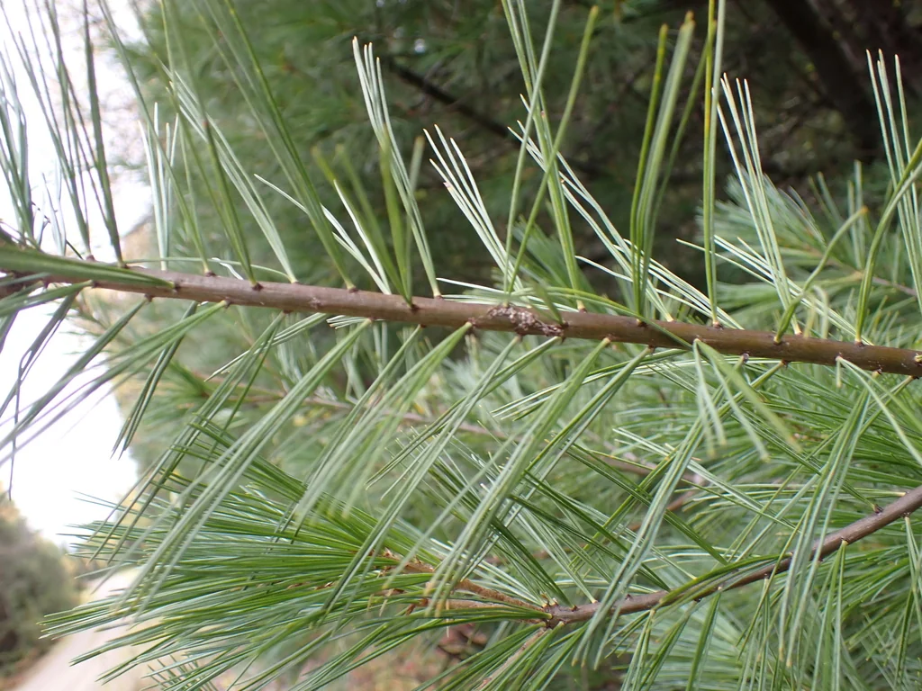 Pinus Strobus