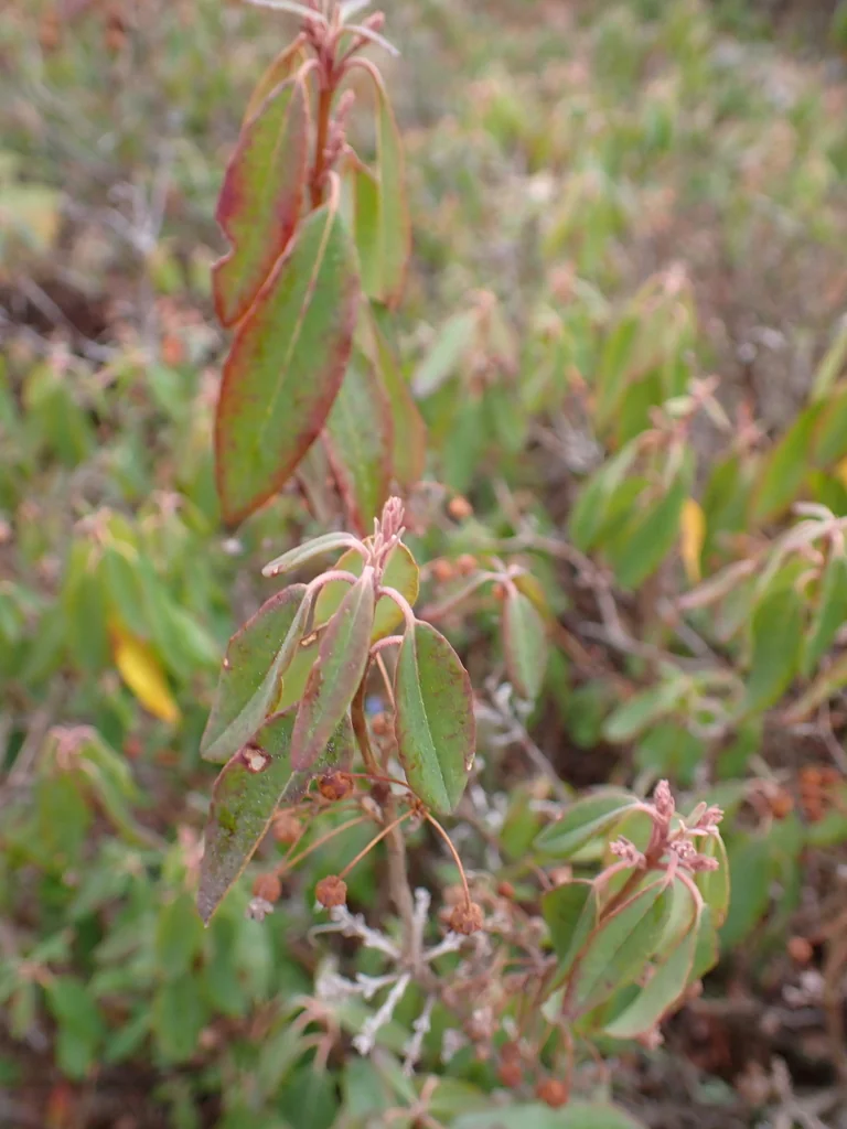 Kalmia Angustifolia
