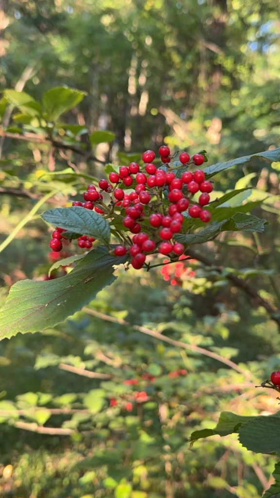 Viburnum dilatatum