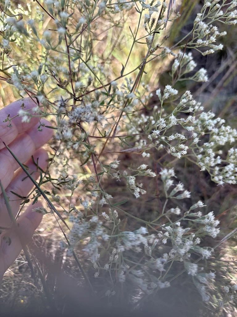 Eupatorium Hyssopifolium