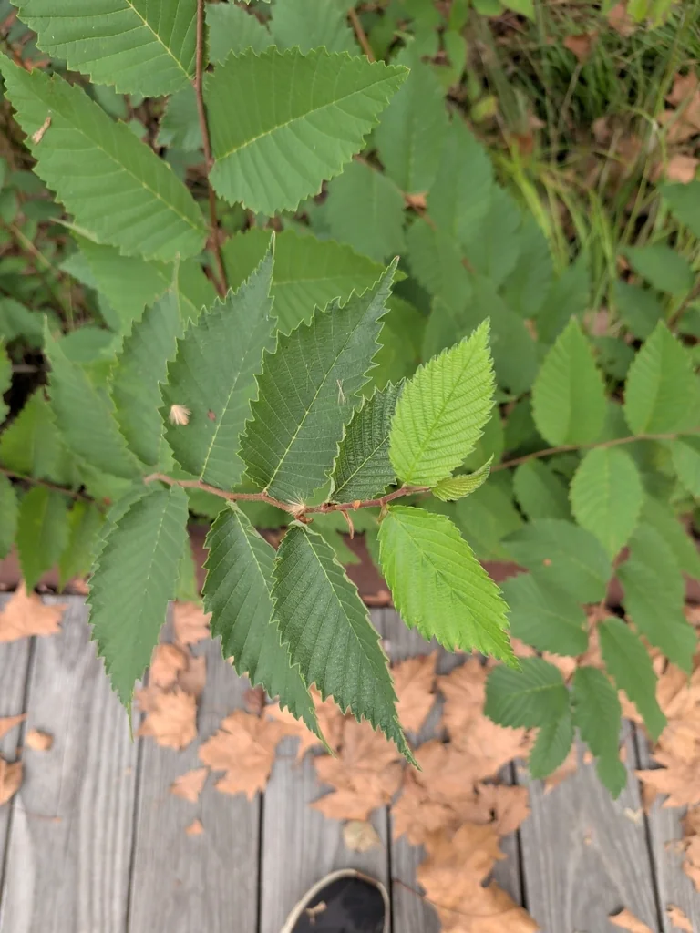 Ulmus Americana
