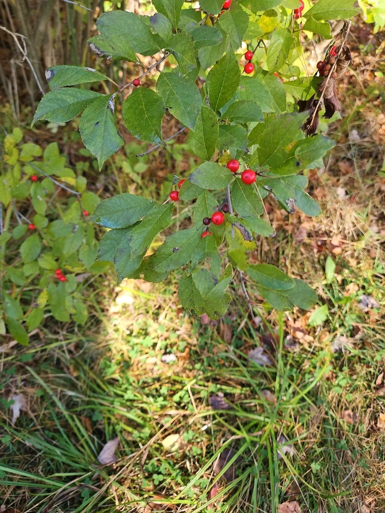 Ilex verticillata