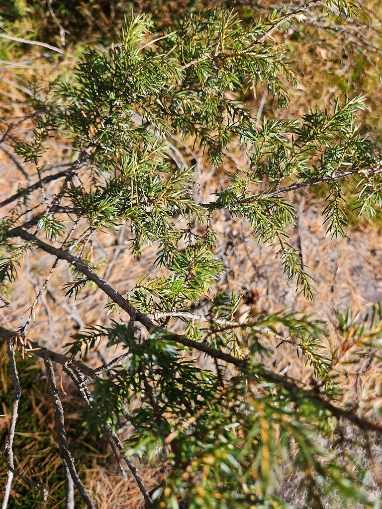Juniperus Communis