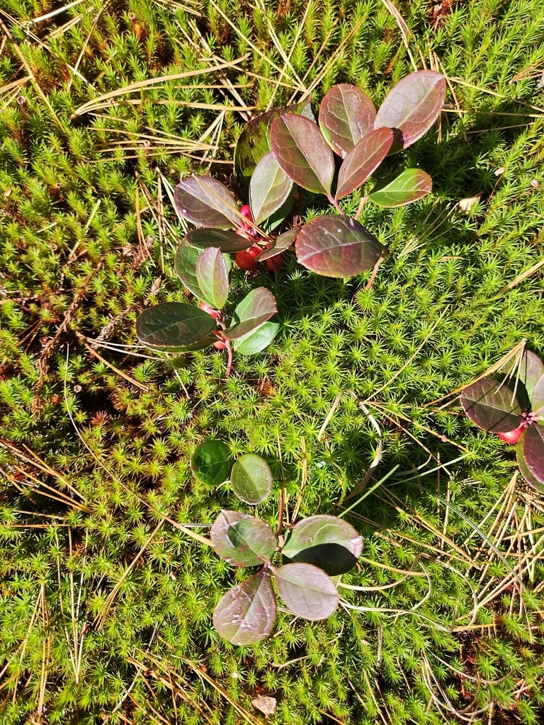 Gaultheria Procumbens