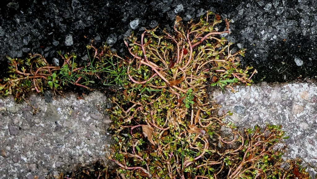 Portulaca oleracea