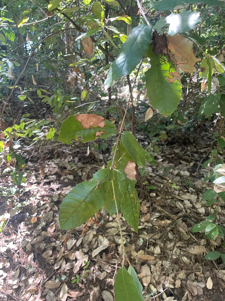 Notholithocarpus Densiflorus