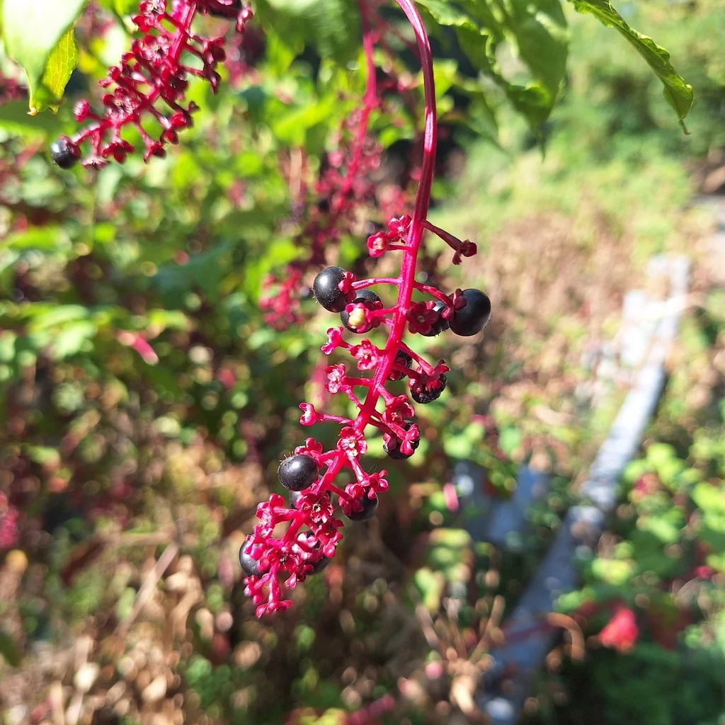 Phytolacca Americana