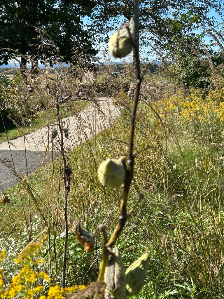 Asclepias Syriaca