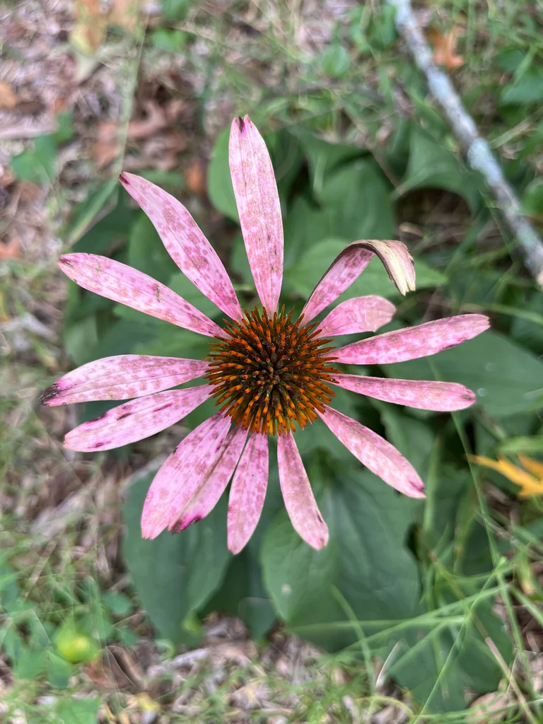 Echinacea Purpurea