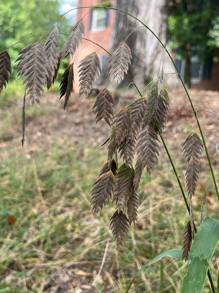 Chasmanthium Latifolium