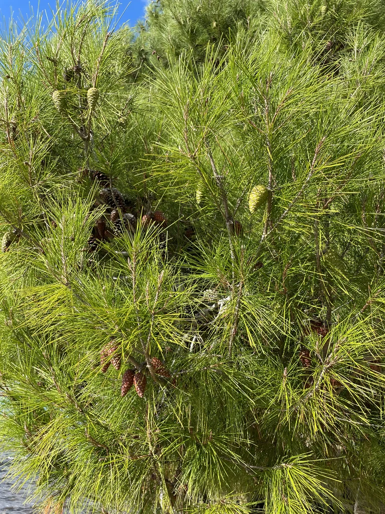Pinus Halepensis