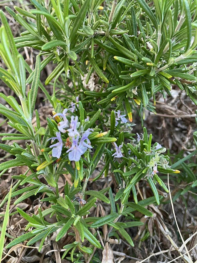 Rosmarinus Officinalis
