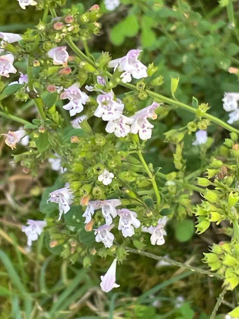 Calamintha Nepeta