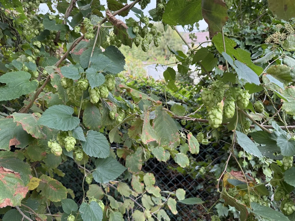 Humulus Lupulus