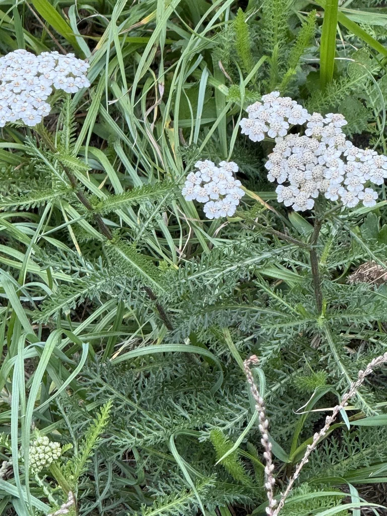 Achillea Millefolium