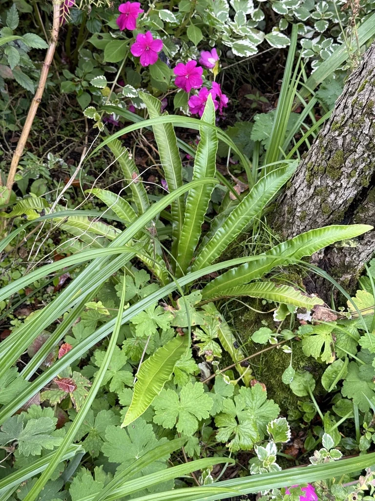 Asplenium Scolopendrium