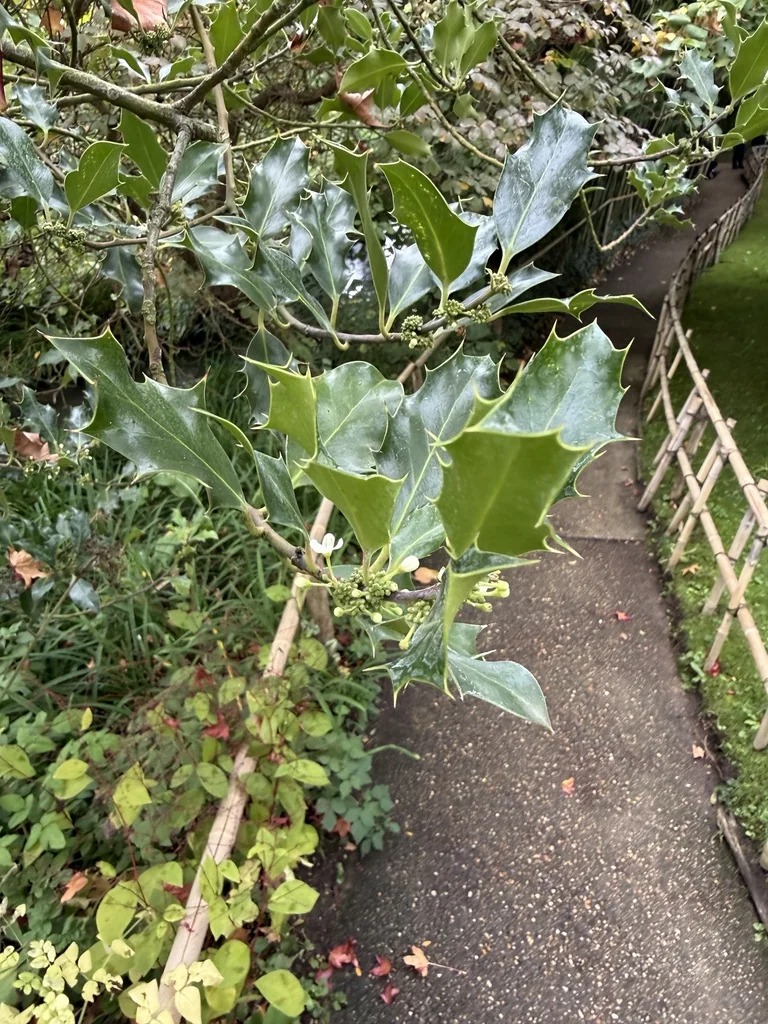 Ilex Aquifolium