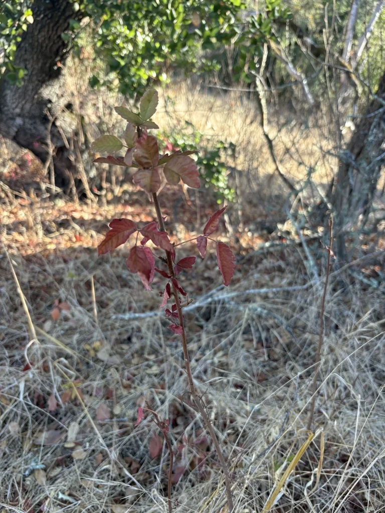 Toxicodendron Diversilobum