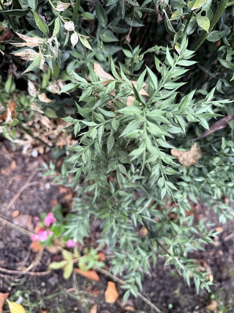 Ruscus Aculeatus
