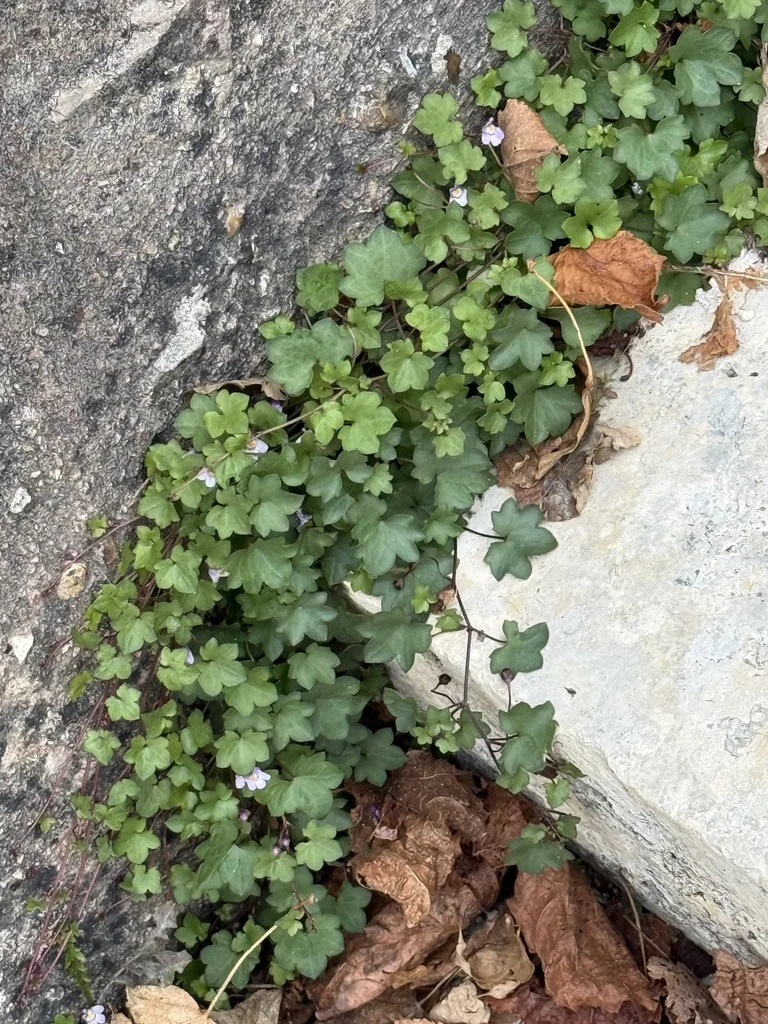 Cymbalaria Muralis