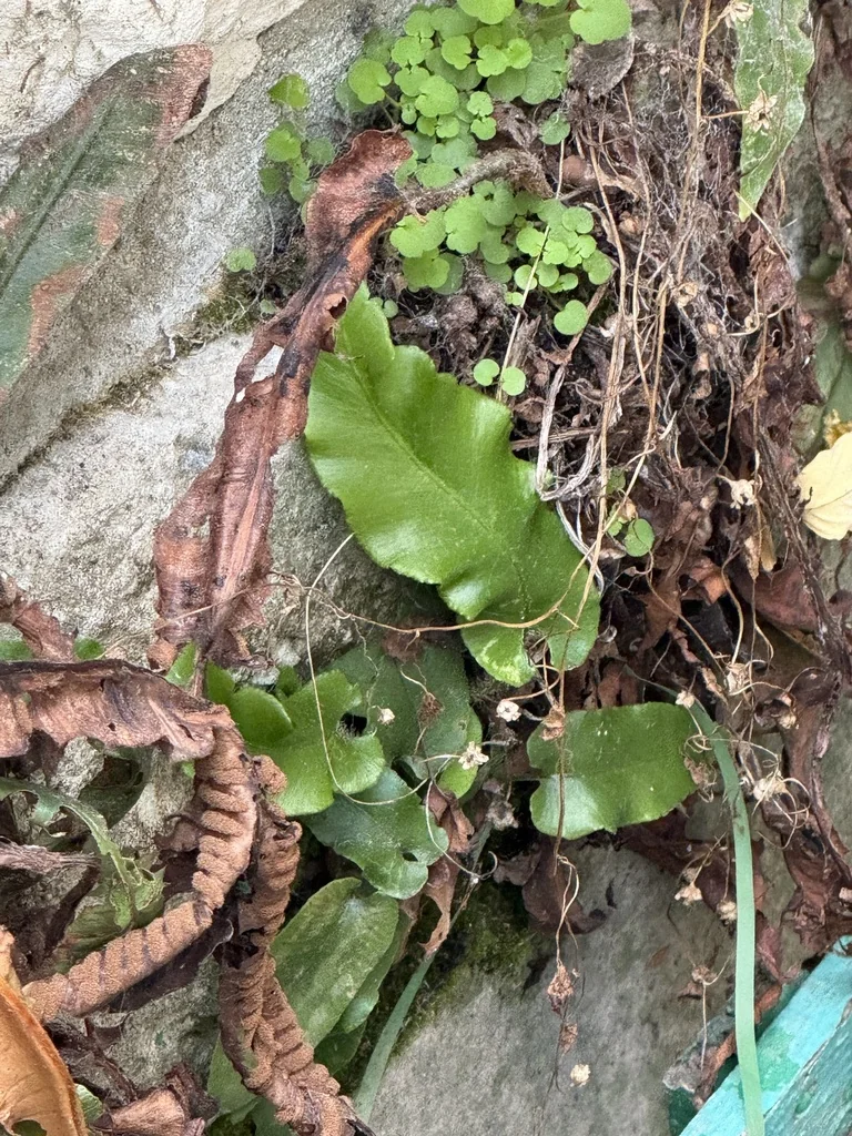 Asplenium Scolopendrium
