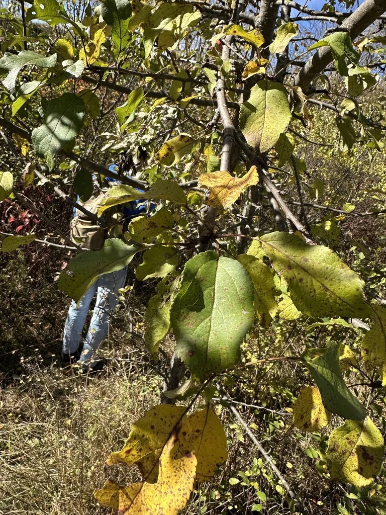 Malus Pumila
