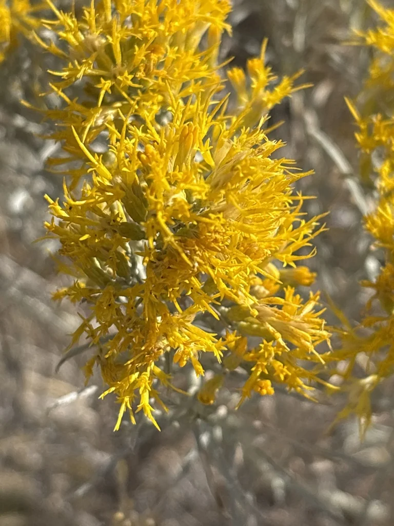 Chrysothamnus Nauseosus