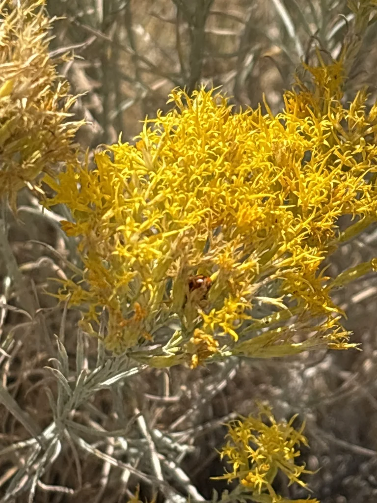 Chrysothamnus Nauseosus