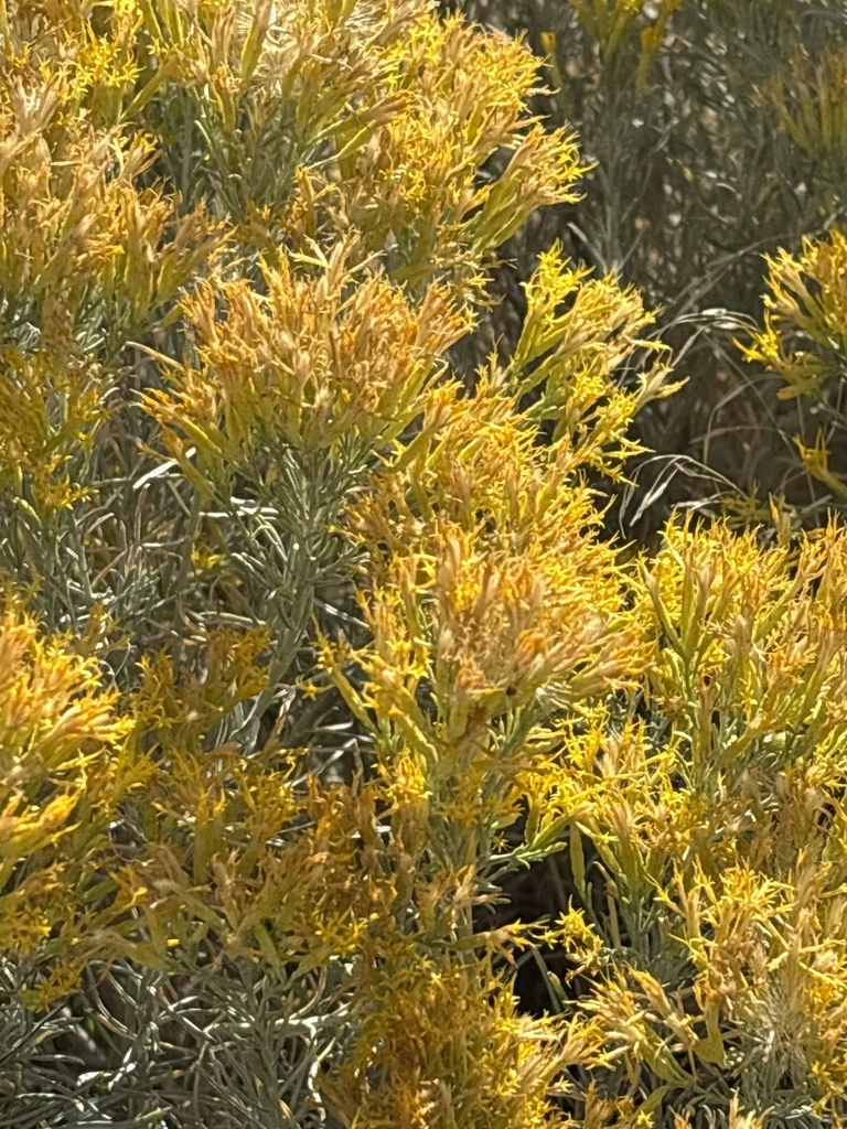 Chrysothamnus Nauseosus