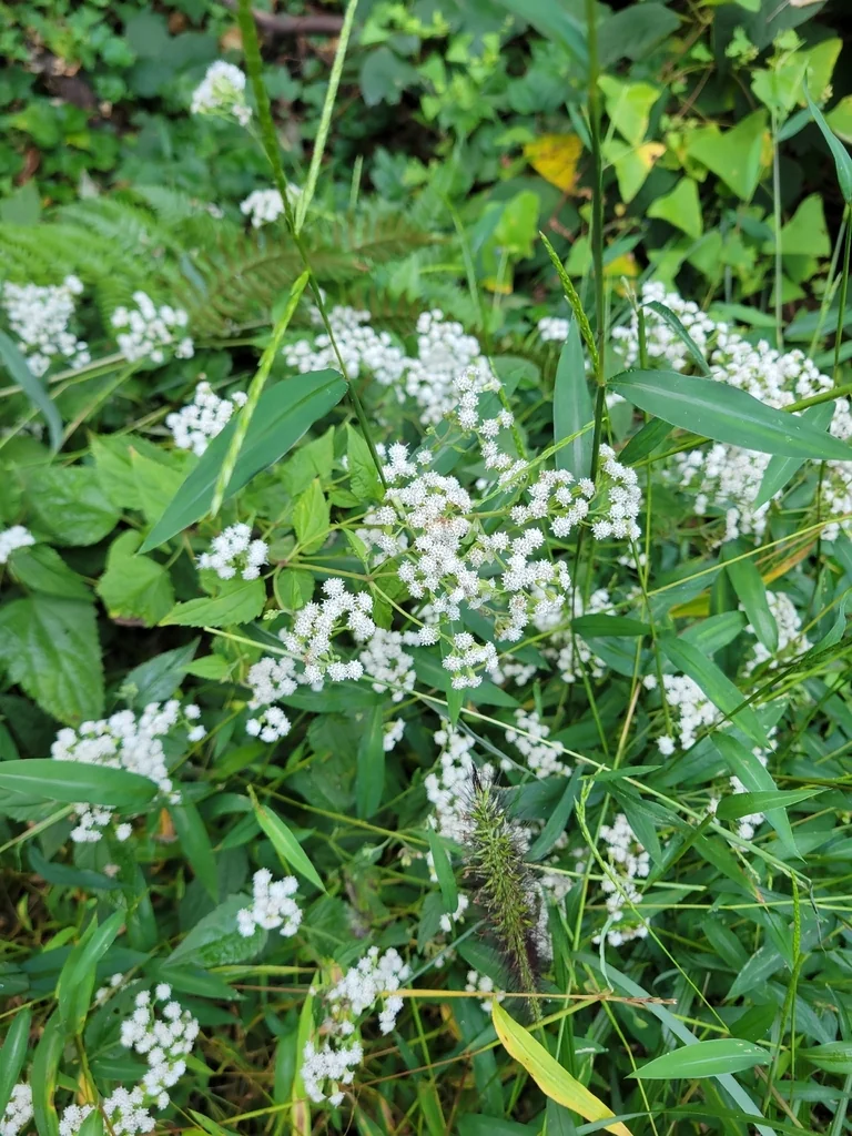 Ageratina Altissima