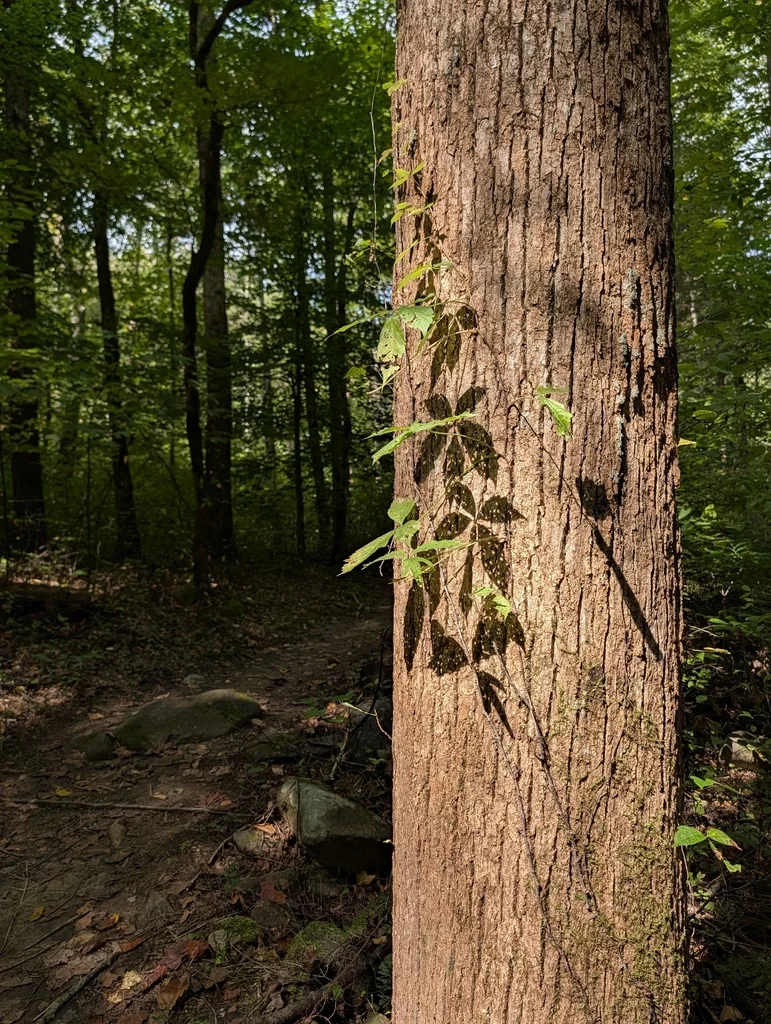 Parthenocissus Quinquefolia