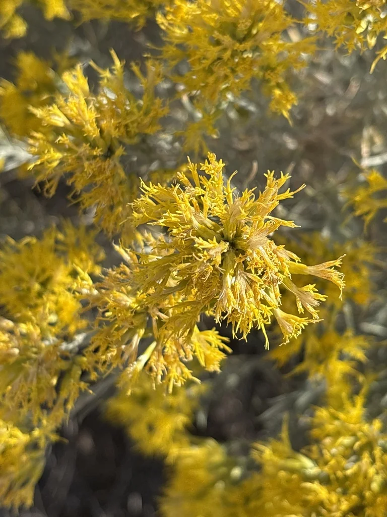 Chrysothamnus Nauseosus