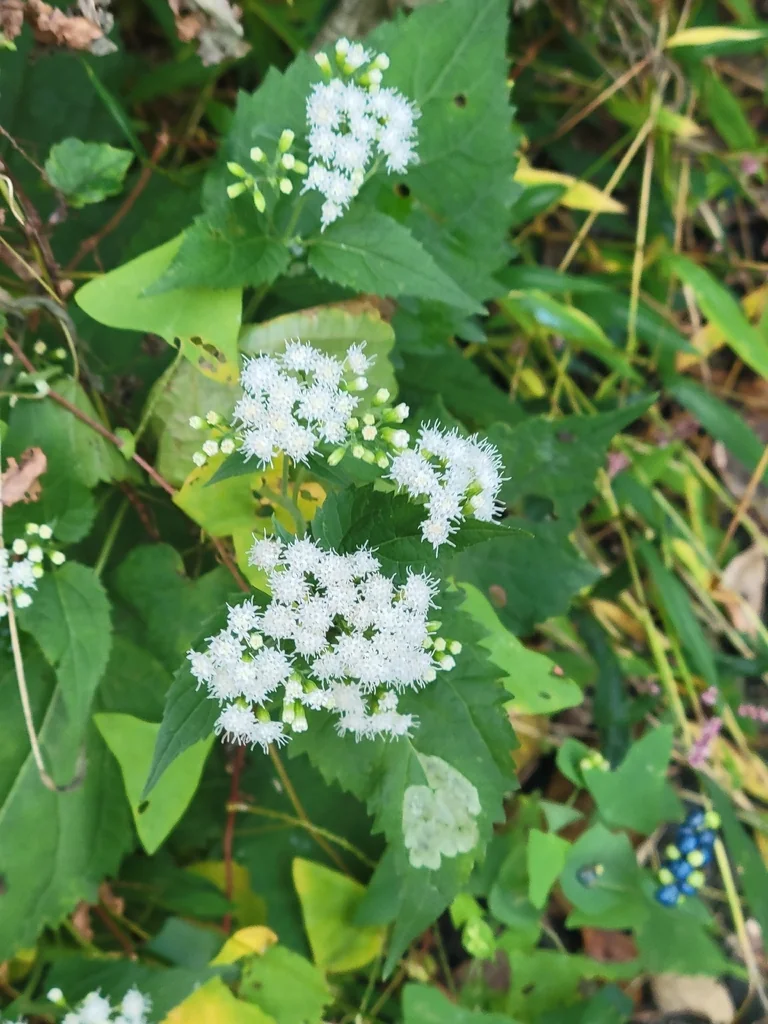 Ageratina Altissima