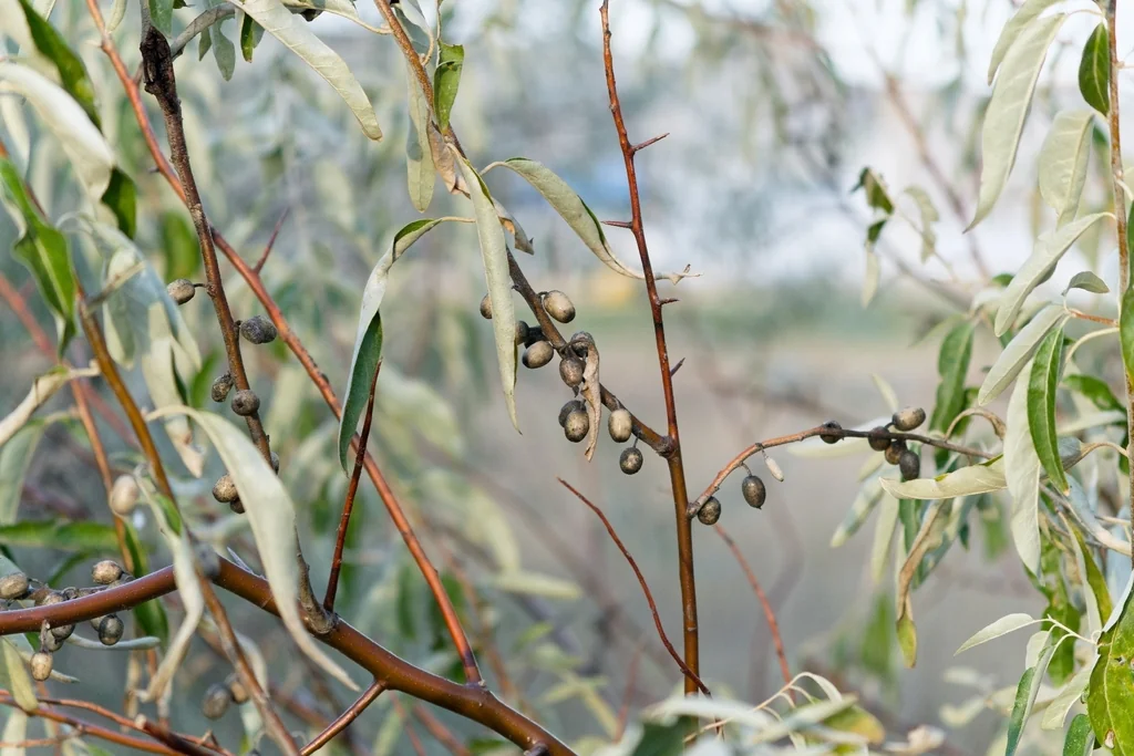 Elaeagnus angustifolia