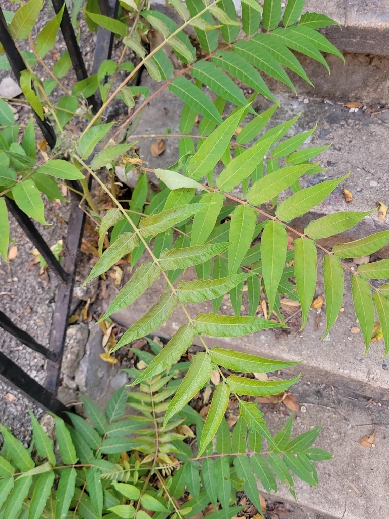 Ailanthus Altissima