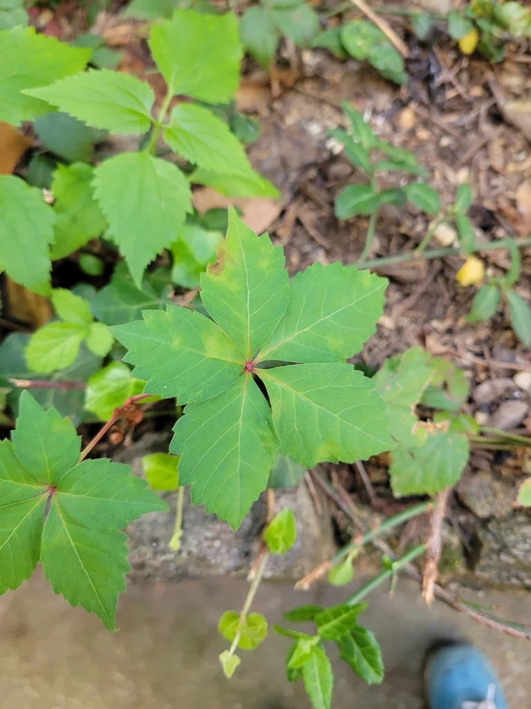 Parthenocissus Quinquefolia