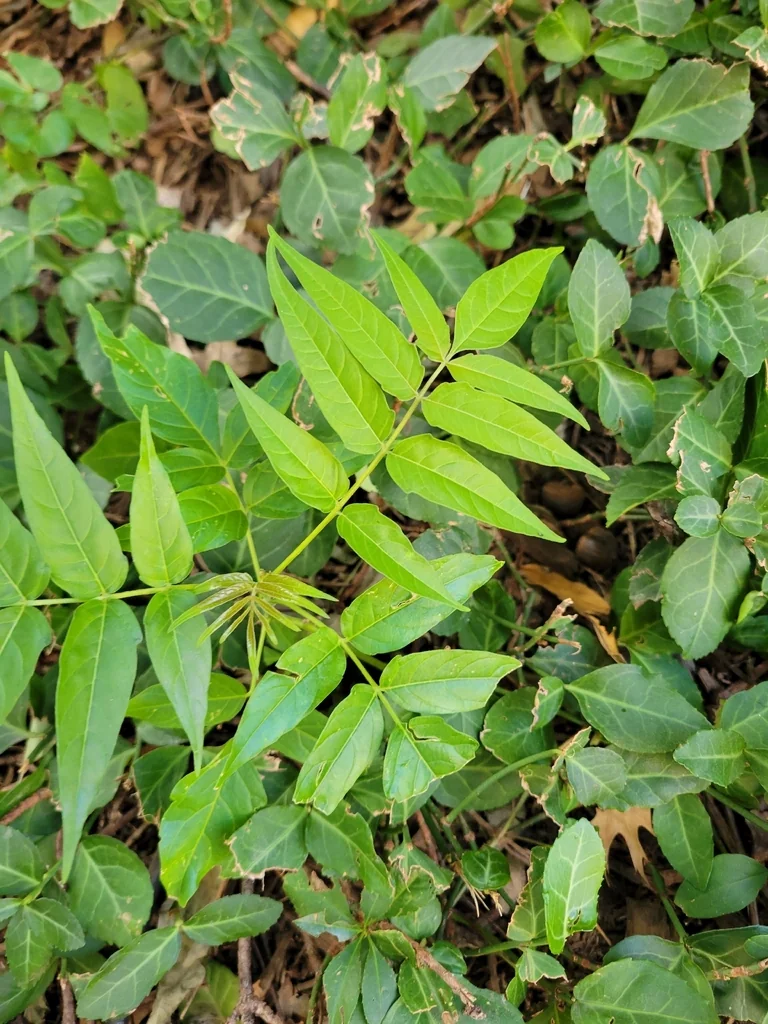 Ailanthus Altissima