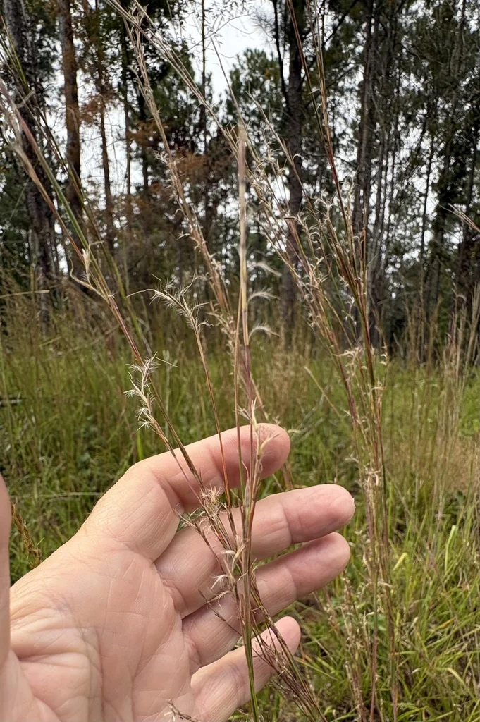 Schizachyrium scoparium