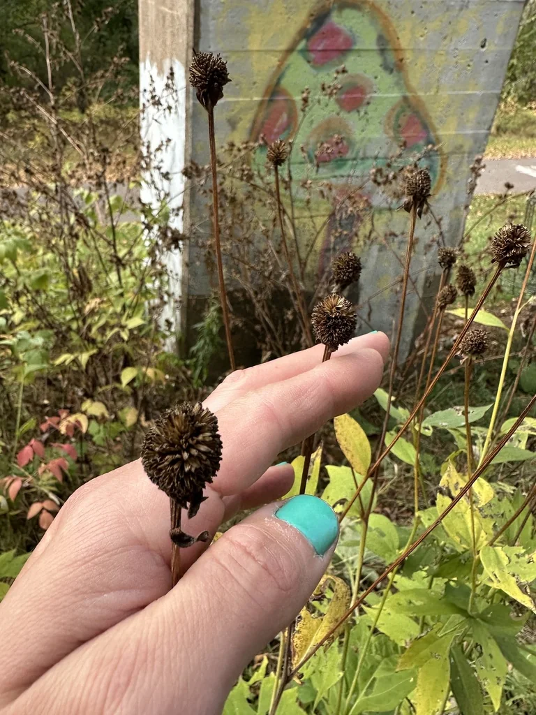Rudbeckia Laciniata