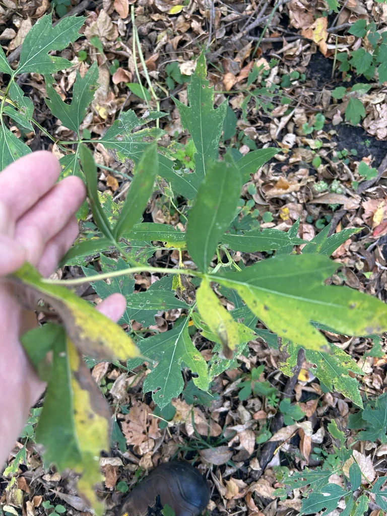 Rudbeckia Laciniata