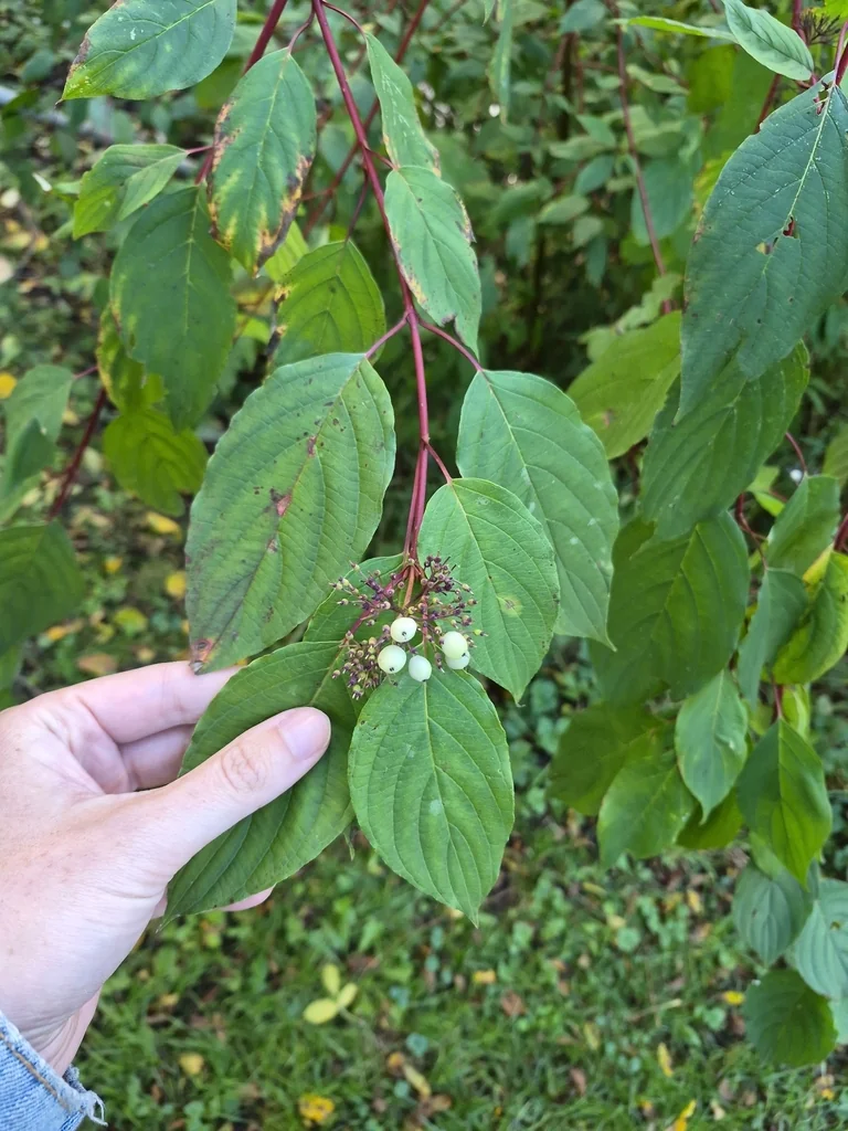 Cornus Sericea