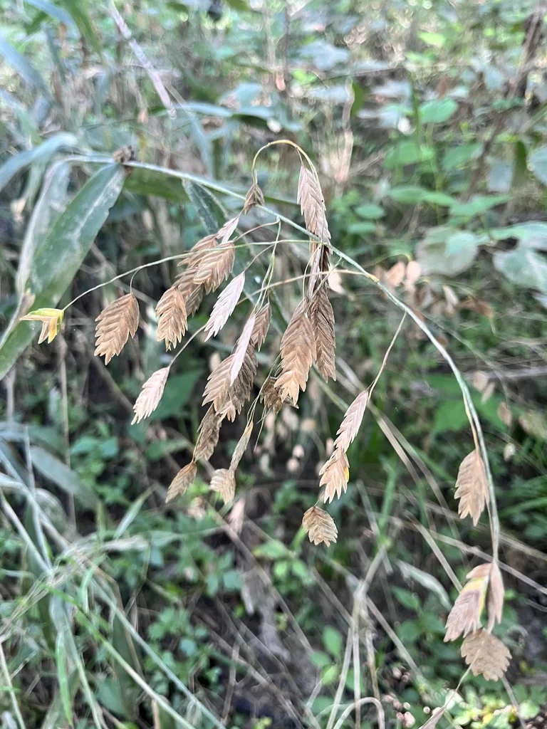 Chasmanthium Latifolium