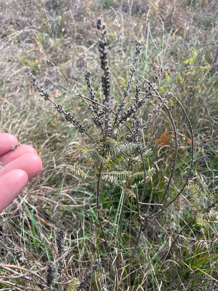Amorpha Canescens