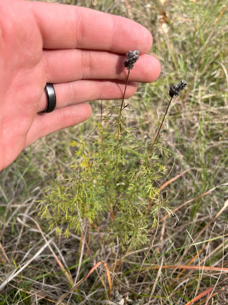 Dalea Purpurea