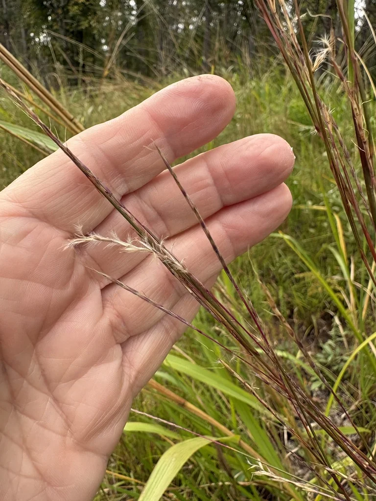 Schizachyrium scoparium